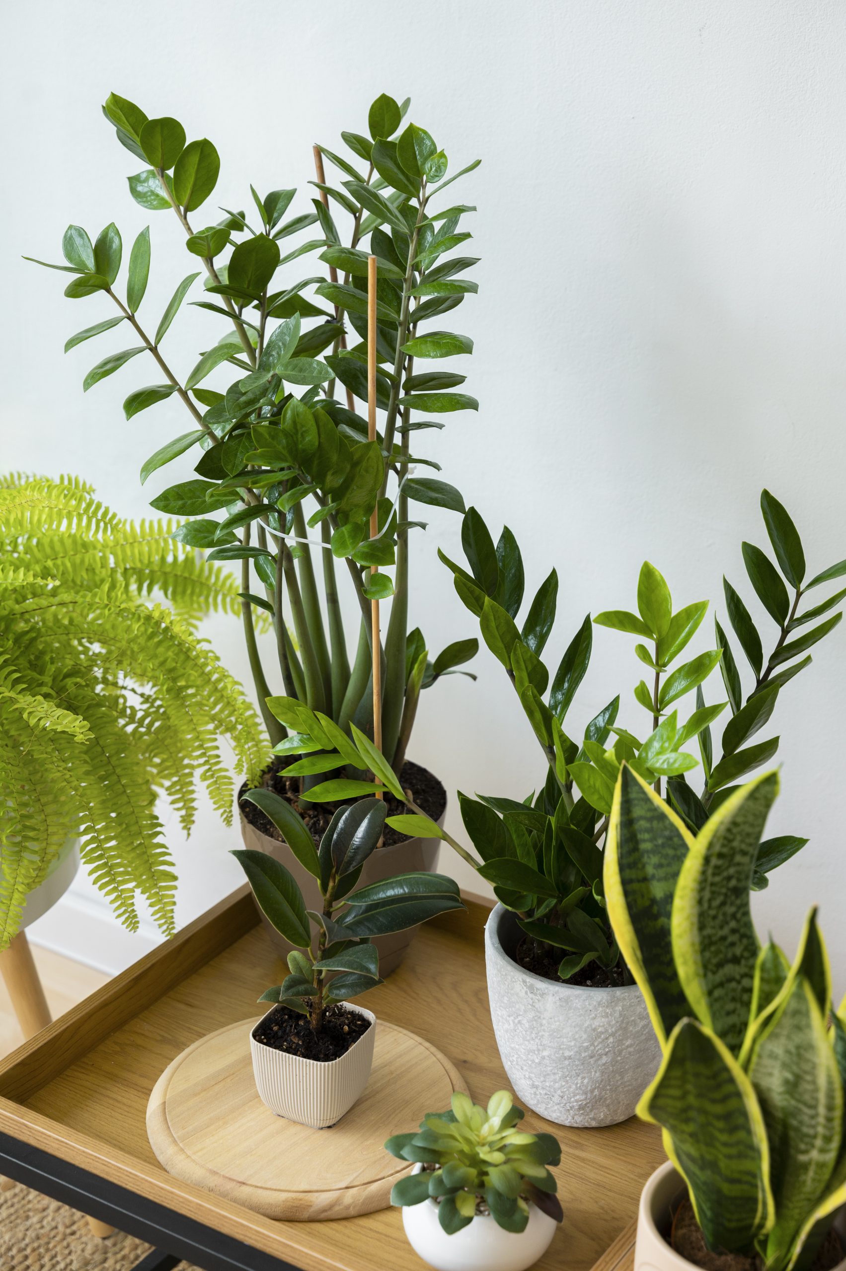 indoor-plants